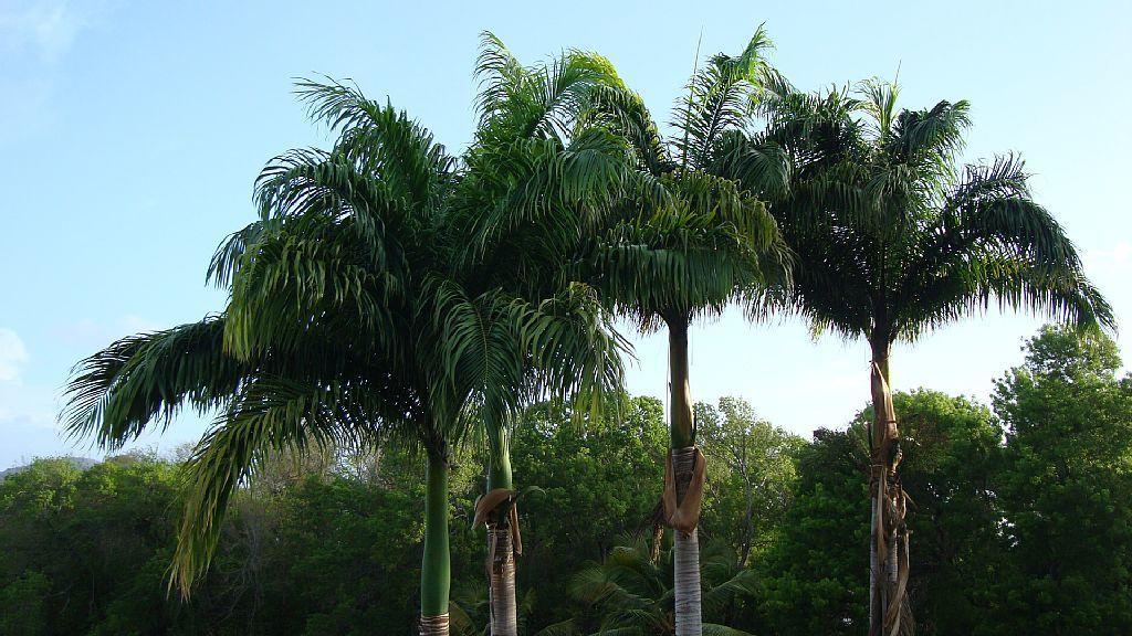 Palm'Studio Anse De Caritan แซ็งแตนน์ ภายนอก รูปภาพ